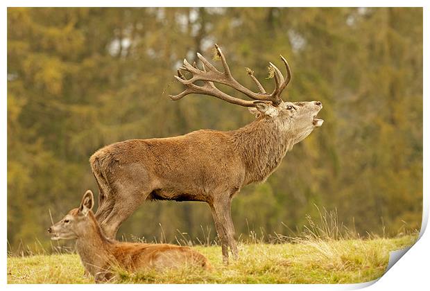 Red Stag bellowing. Print by Paul Scoullar