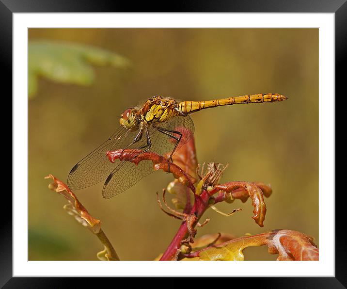 Common Darter Framed Mounted Print by Paul Scoullar