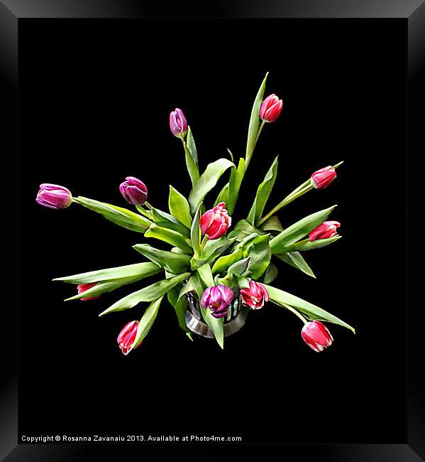 Tulip Explosion. Framed Print by Rosanna Zavanaiu