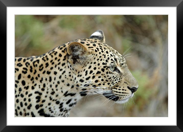 Leopard Framed Mounted Print by Brian Dingle