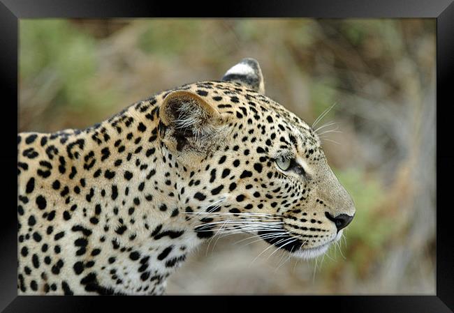 Leopard Framed Print by Brian Dingle