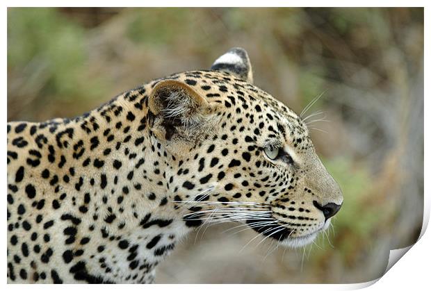 Leopard Print by Brian Dingle