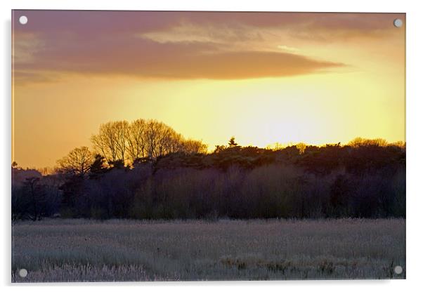 Sunset Hen Reedbeds Near Southwold Acrylic by Bill Simpson