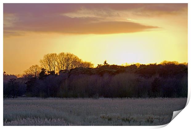Sunset Hen Reedbeds Near Southwold Print by Bill Simpson
