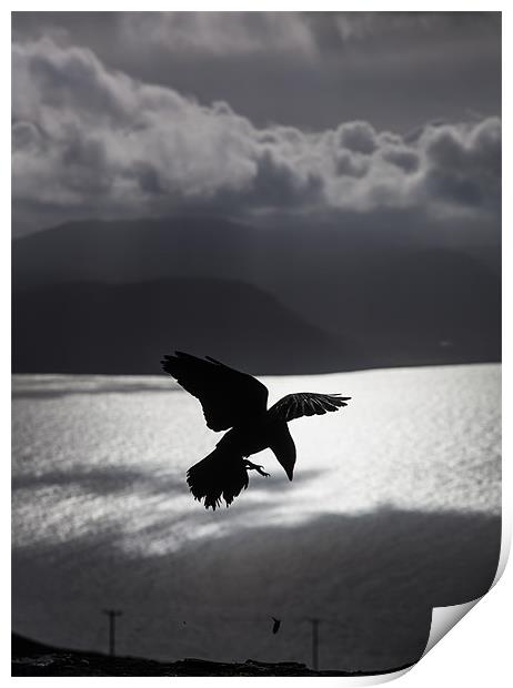 Crows Print by Gail Johnson