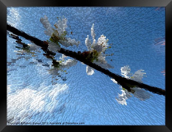 Apple blossom time Framed Print by Robert Gipson
