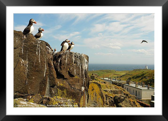 Puffins on the May Island Framed Mounted Print by Bob Legg