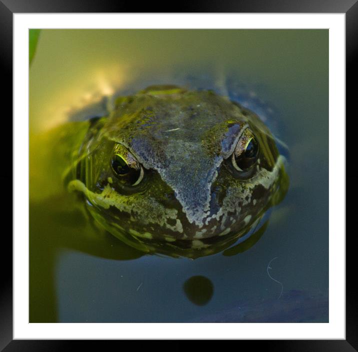 Common Toad Framed Mounted Print by Bill Simpson