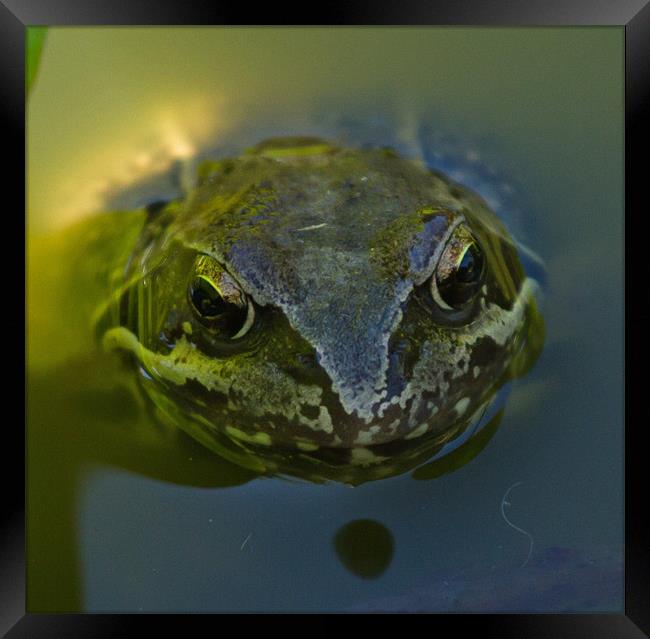 Common Toad Framed Print by Bill Simpson
