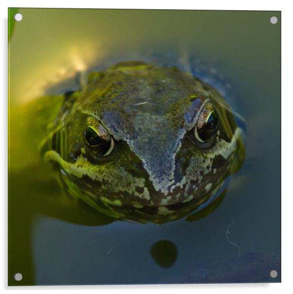Common Toad Acrylic by Bill Simpson