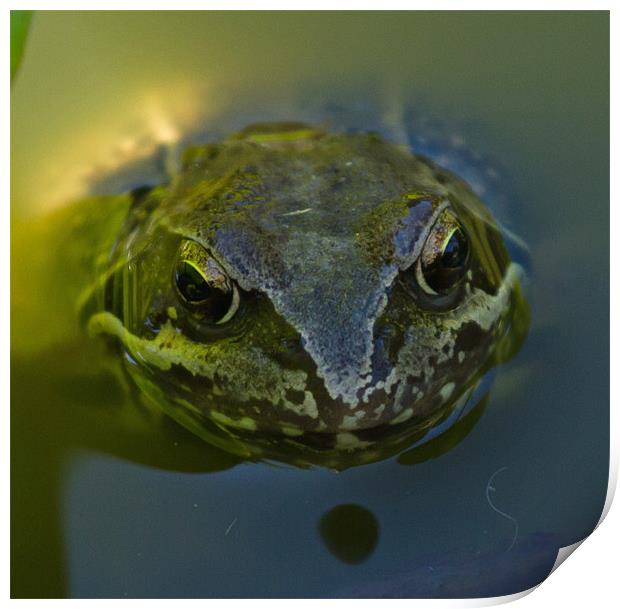 Common Toad Print by Bill Simpson