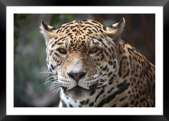 Wild Leopard Framed Mounted Print by Simon Mordecai