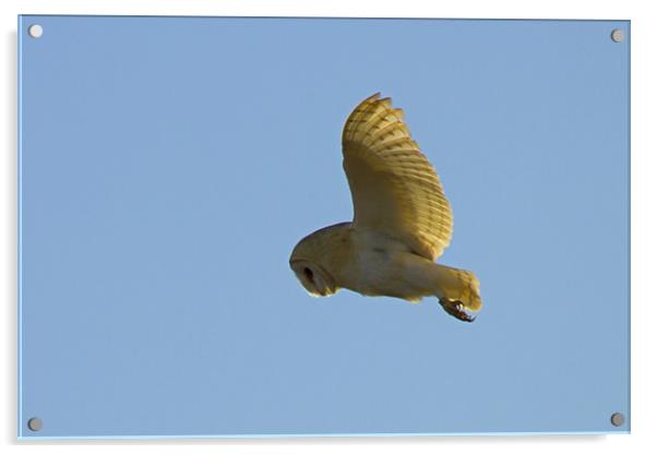 Barn Owl Hunting Acrylic by Bill Simpson