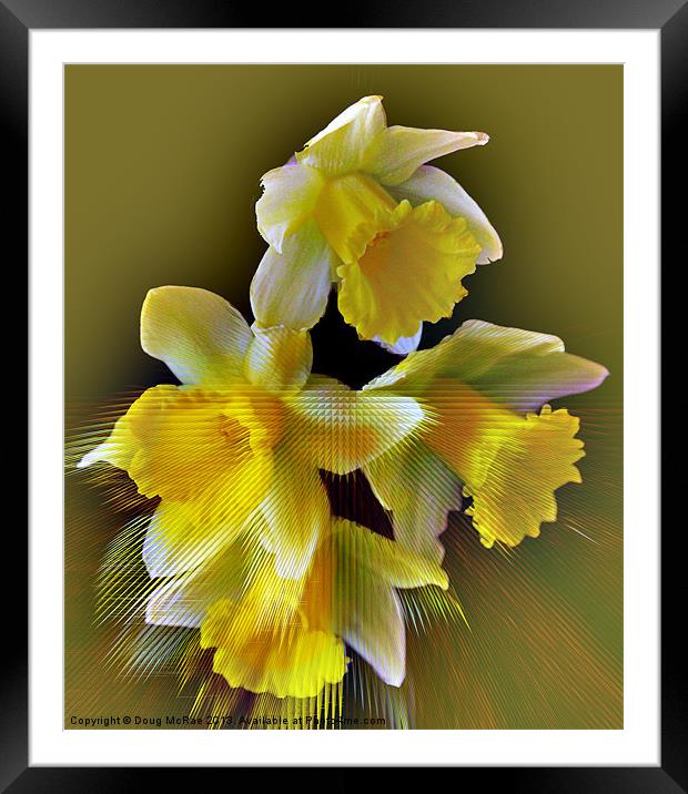 daffodil Framed Mounted Print by Doug McRae