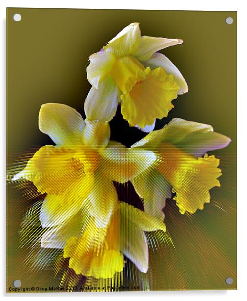 daffodil Acrylic by Doug McRae