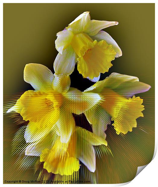 daffodil Print by Doug McRae