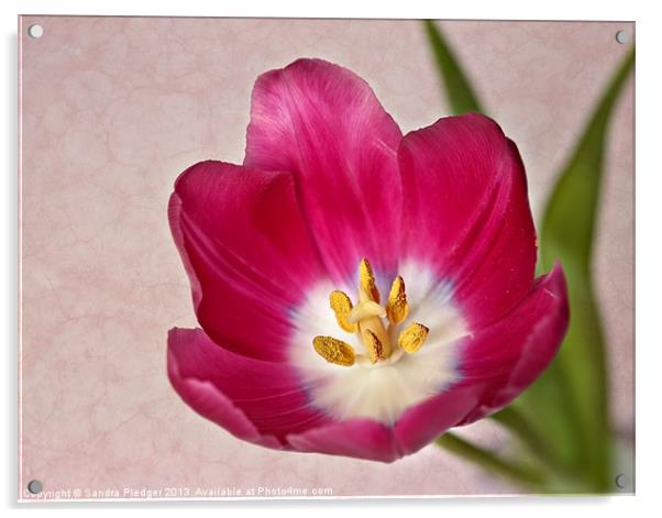 Tulip Acrylic by Sandra Pledger