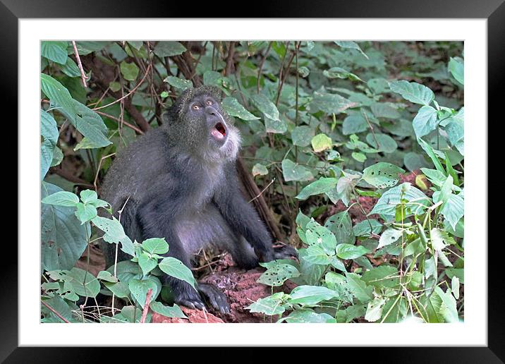 Blue Monkey Framed Mounted Print by Tony Murtagh