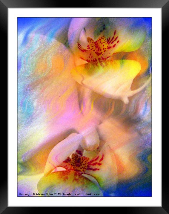 White Orchid Flower Framed Mounted Print by Alexia Miles