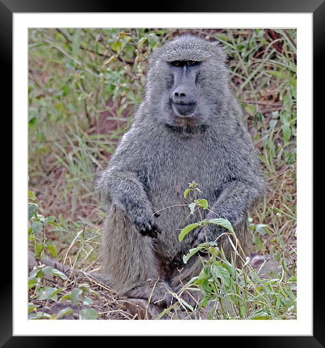 Baboon Framed Mounted Print by Tony Murtagh