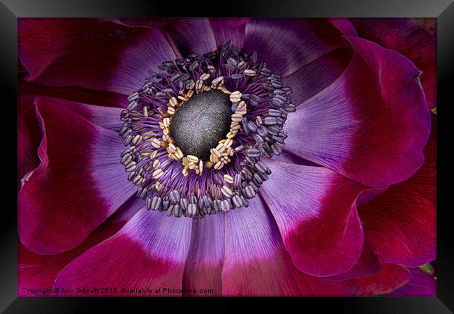 Anemone Coronaria - Macro Framed Print by Ann Garrett