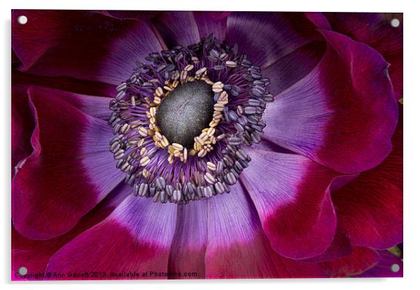 Anemone Coronaria - Macro Acrylic by Ann Garrett