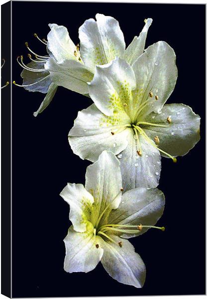 White Azalea Blossoms Canvas Print by james balzano, jr.