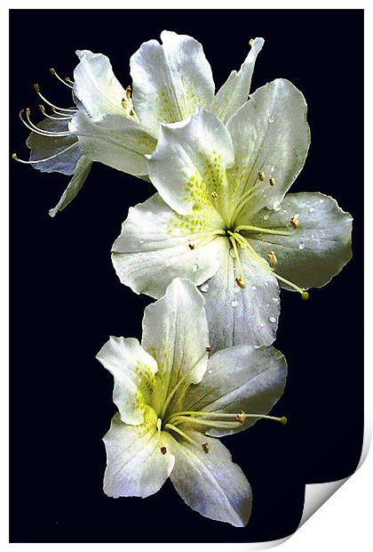 White Azalea Blossoms Print by james balzano, jr.