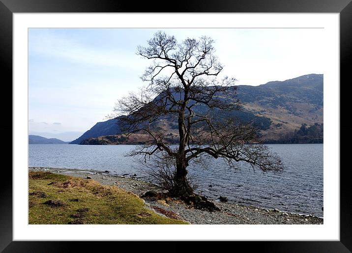 the lone tree Framed Mounted Print by sue davies