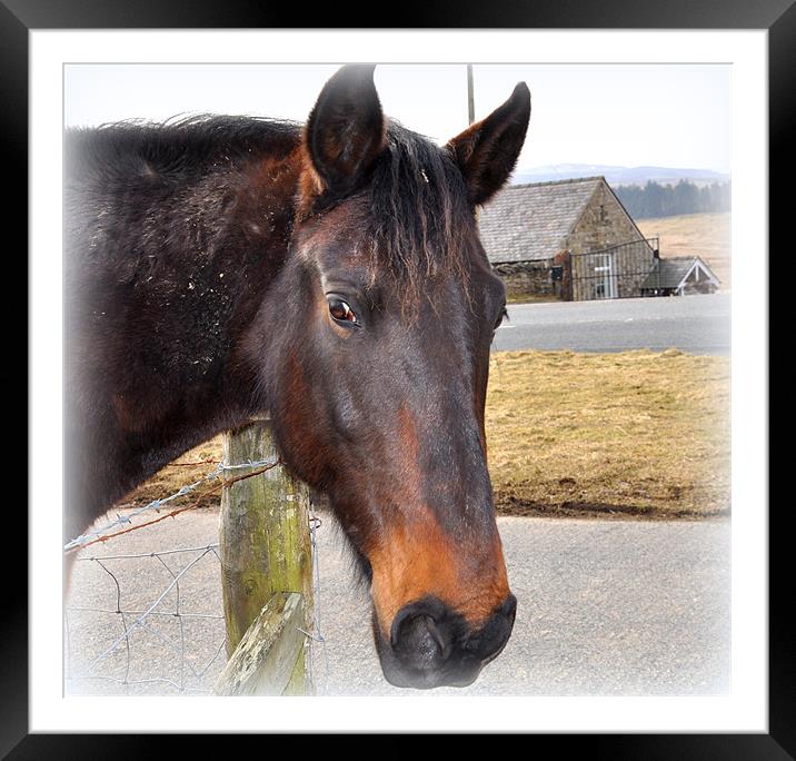 a horse Framed Mounted Print by sue davies