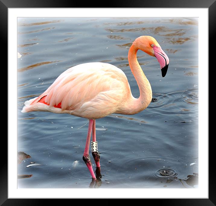 big bird Framed Mounted Print by sue davies