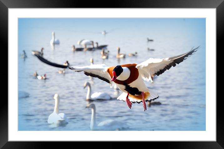 common shellduck Framed Mounted Print by sue davies