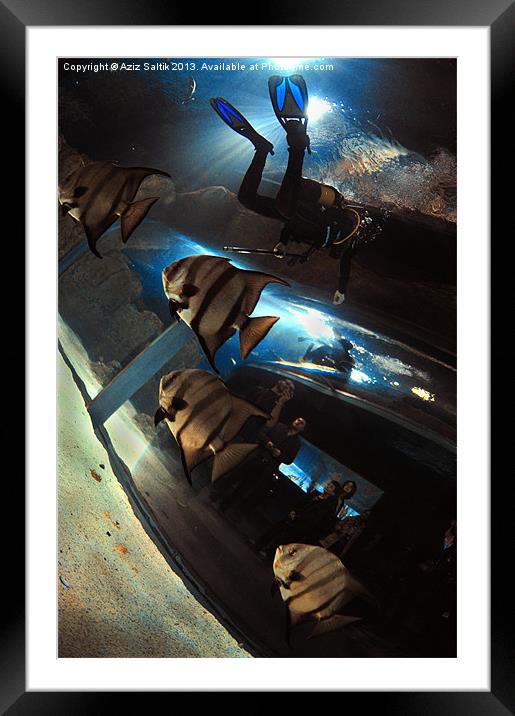 Aquarium Framed Mounted Print by Aziz Saltik