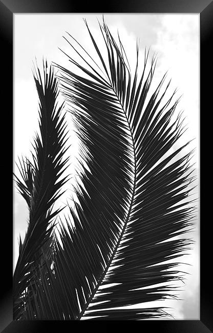 Black and White Leaf Framed Print by Shaun Cope
