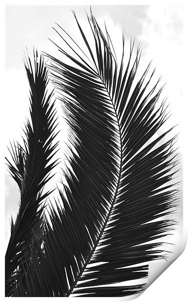 Black and White Leaf Print by Shaun Cope