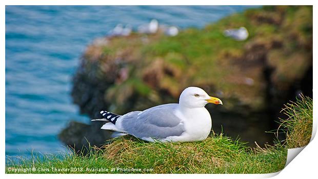 Serenity of the Herring Gull Print by Chris Thaxter