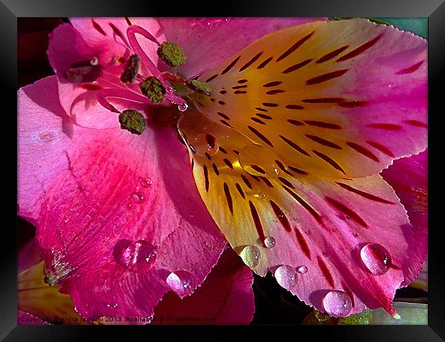 631-beautiful flower Framed Print by elvira ladocki