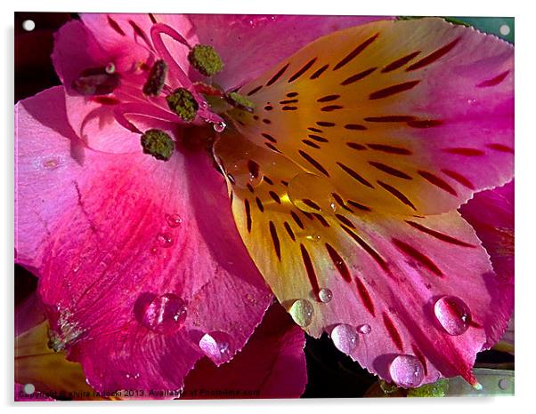 631-beautiful flower Acrylic by elvira ladocki