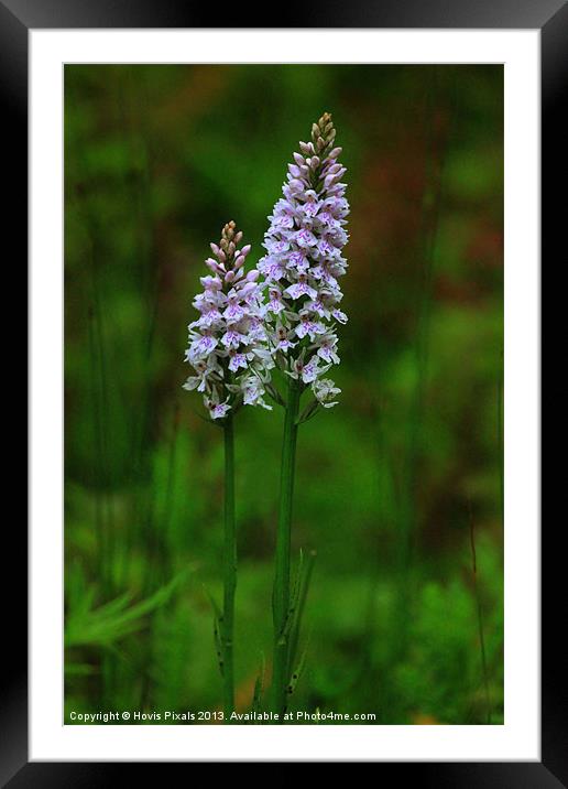 Wild Orchid Framed Mounted Print by Dave Burden
