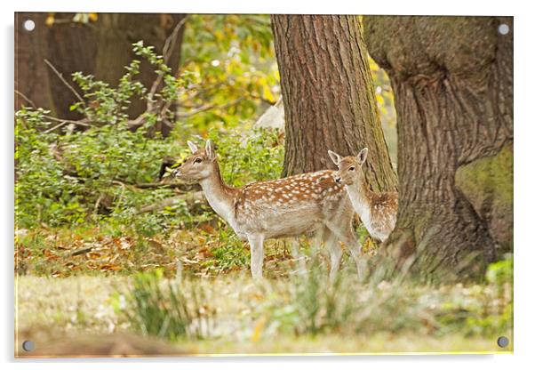 Fallow Deer in Oak woodland. Acrylic by Paul Scoullar
