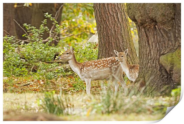 Fallow Deer in Oak woodland. Print by Paul Scoullar