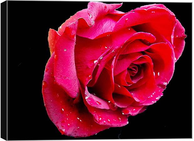 red rose Canvas Print by elvira ladocki