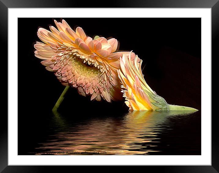 650-gerber with the reflections Framed Mounted Print by elvira ladocki
