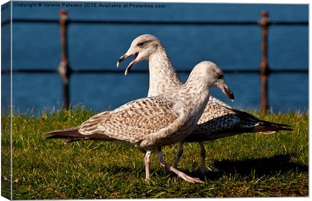 Two Gulls Canvas Print by Valerie Paterson