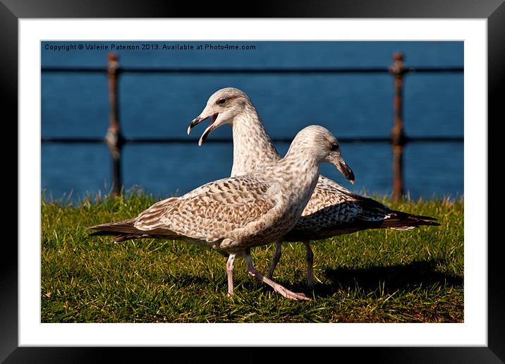 Two Gulls Framed Mounted Print by Valerie Paterson