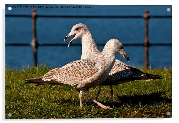 Two Gulls Acrylic by Valerie Paterson
