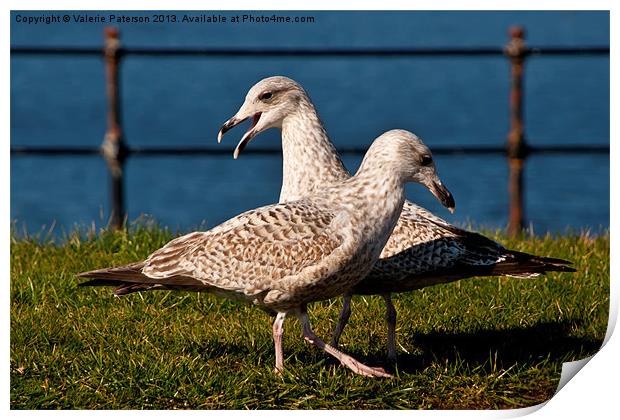 Two Gulls Print by Valerie Paterson