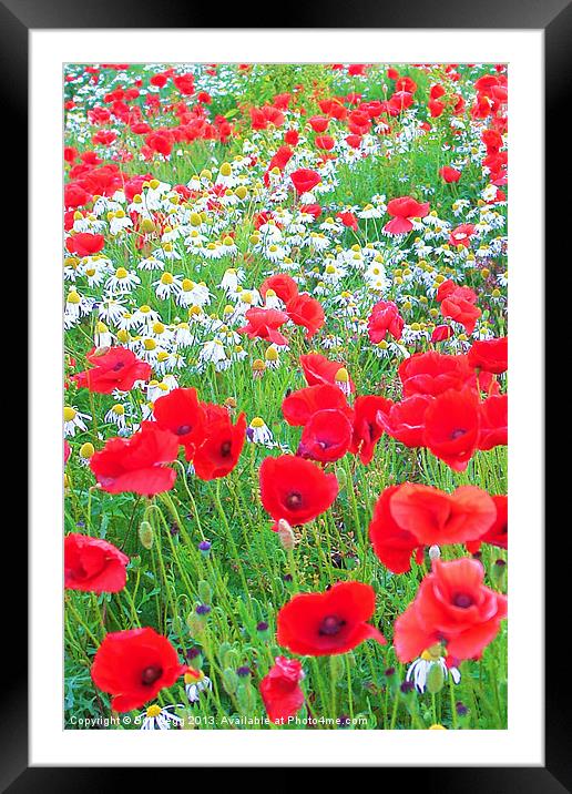 Poppies and Daisies Framed Mounted Print by Bob Legg