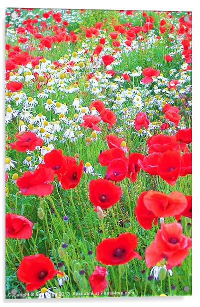 Poppies and Daisies Acrylic by Bob Legg