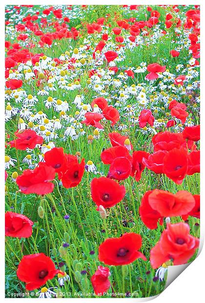 Poppies and Daisies Print by Bob Legg